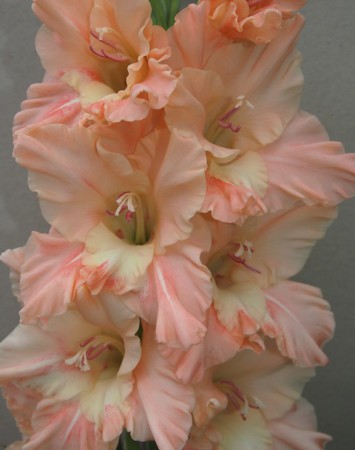 11-552 Bel.Rebel detail